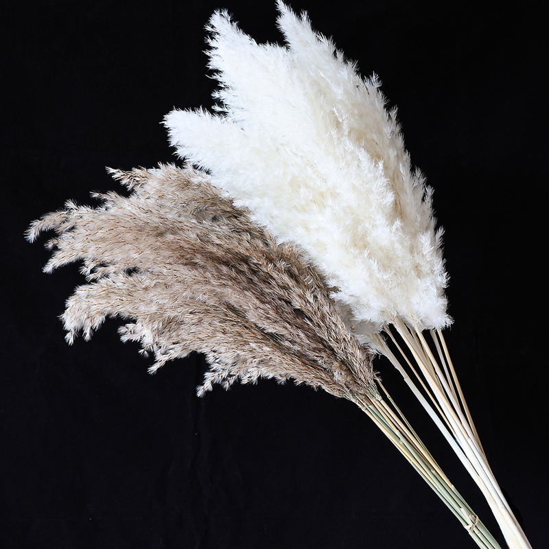 10 Peças de Capim-dos-Pampas C - Flower Girl Basket avaliação e preço