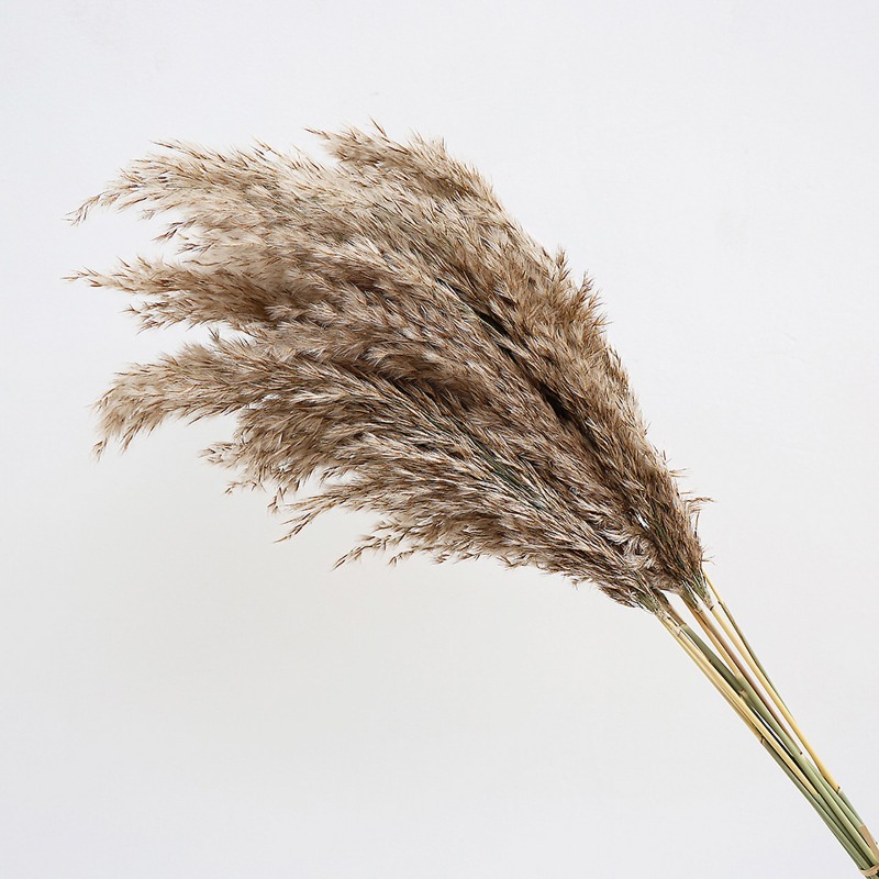 10 Peças de Capim-dos-Pampas C - Flower Girl Basket avaliação e preço