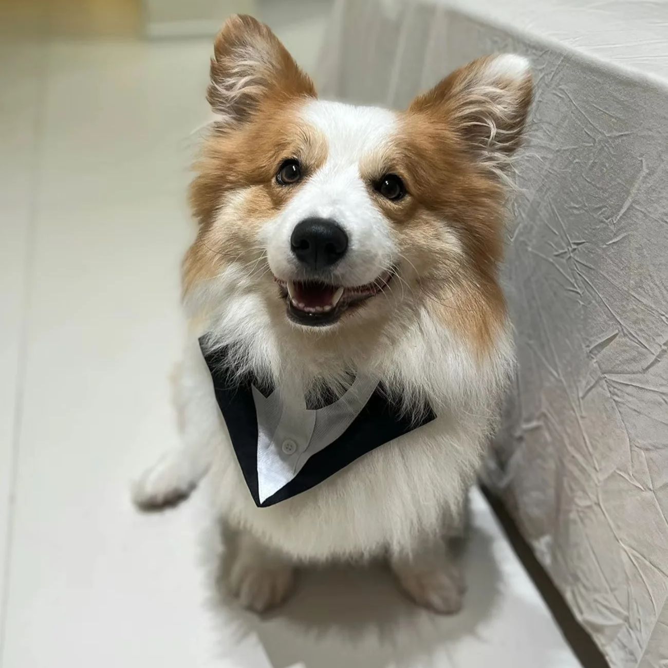 Roupas para Cães de Estimação: - Suitsupply Wedding Tuxedo avaliação e preço
